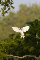 Little_Egret